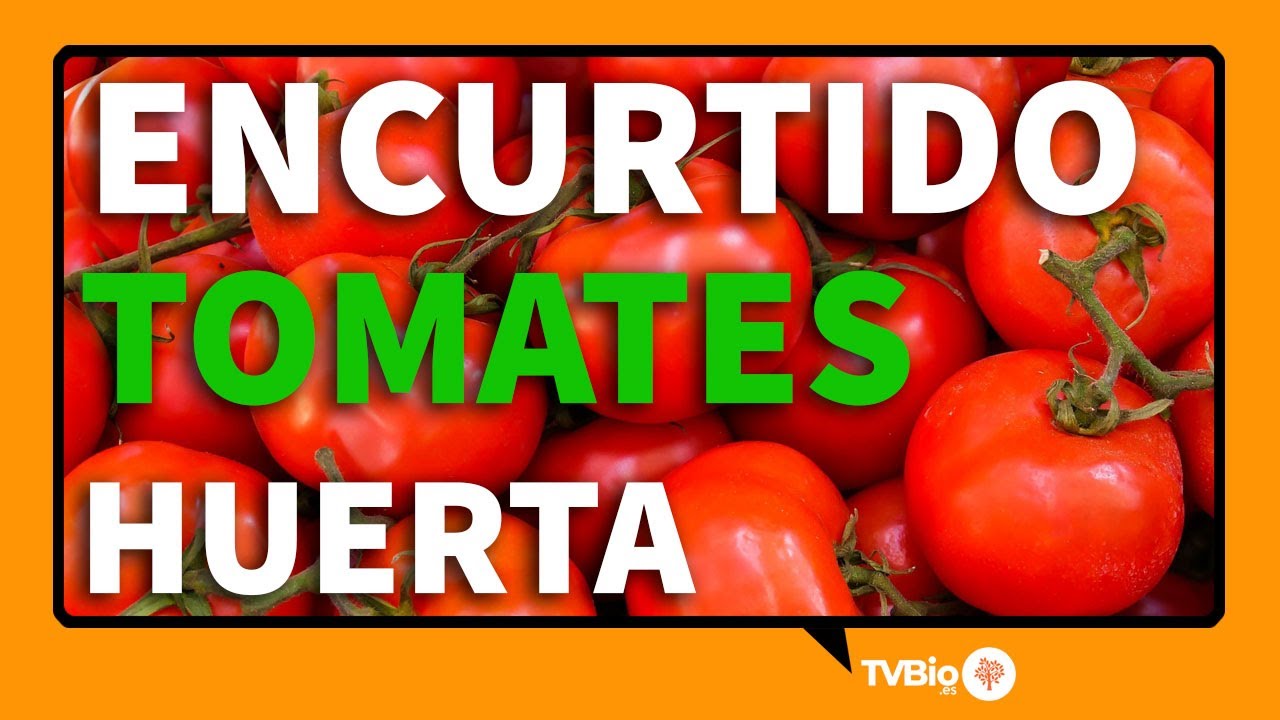 Deléitate con estas 5 recetas de tomates encurtidos ¡fáciles y deliciosas!