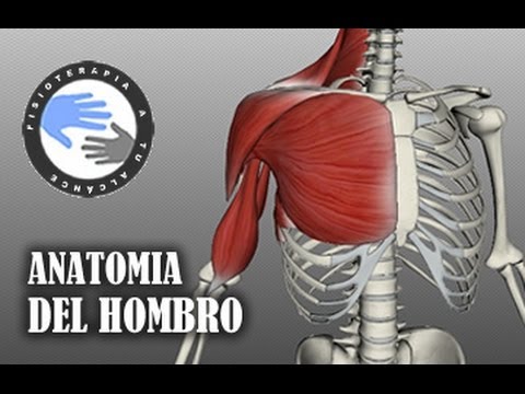 Descubre la anatomía del hombro y el papel crucial de los tendones en su funcionamiento.