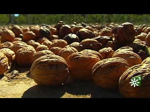 Nueces de California: el secreto de una vida saludable