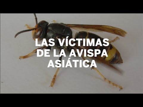 Bosque Verde lanza potente insecticida para avispas en el hogar