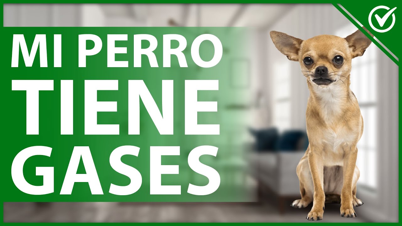 Descubre cómo evitar que tu perro eructe en exceso