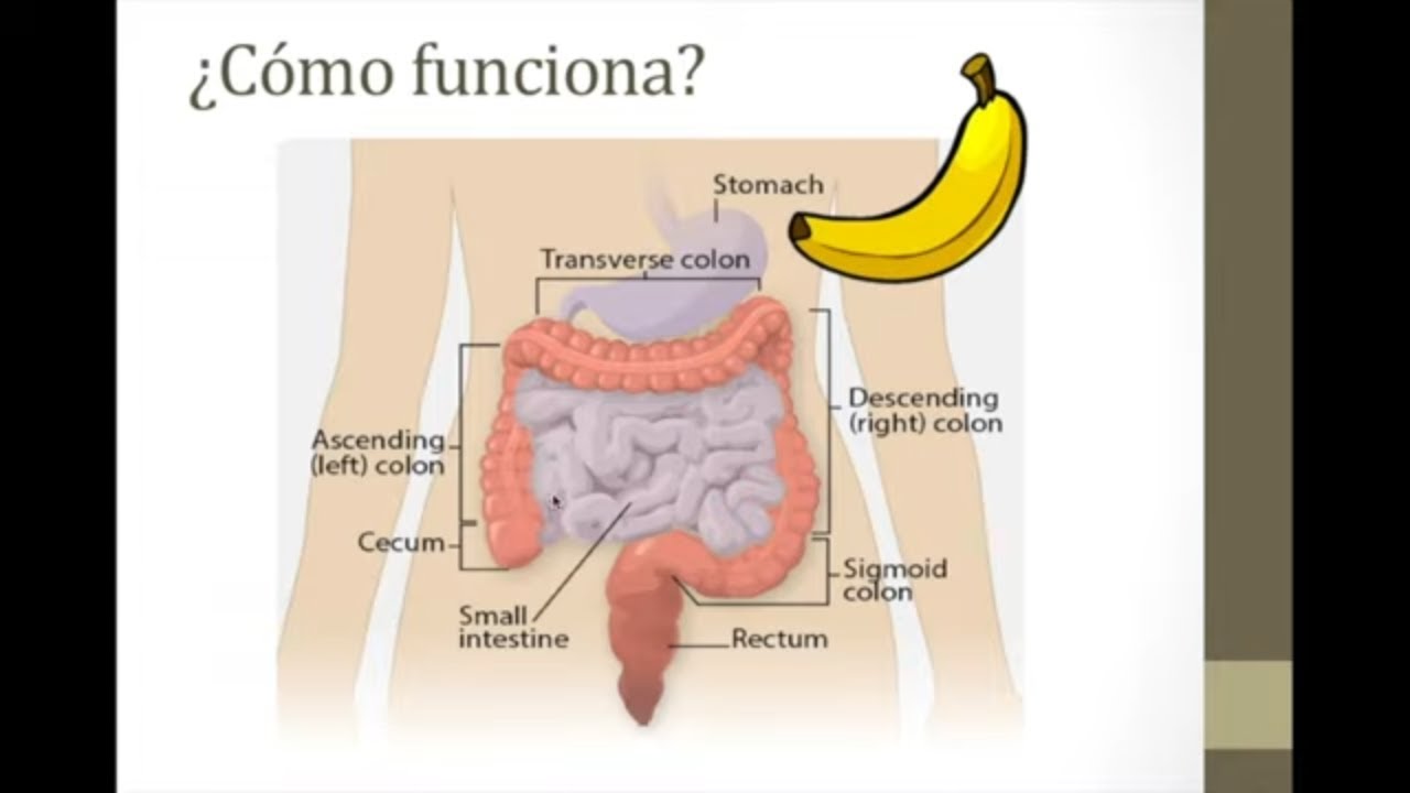 Descubre dónde comprar fibra insoluble para mejorar tu digestión