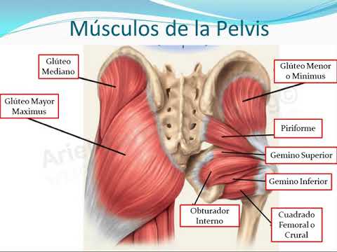 Fortalece tu Músculo de la Pelvis Para una Mejor Salud