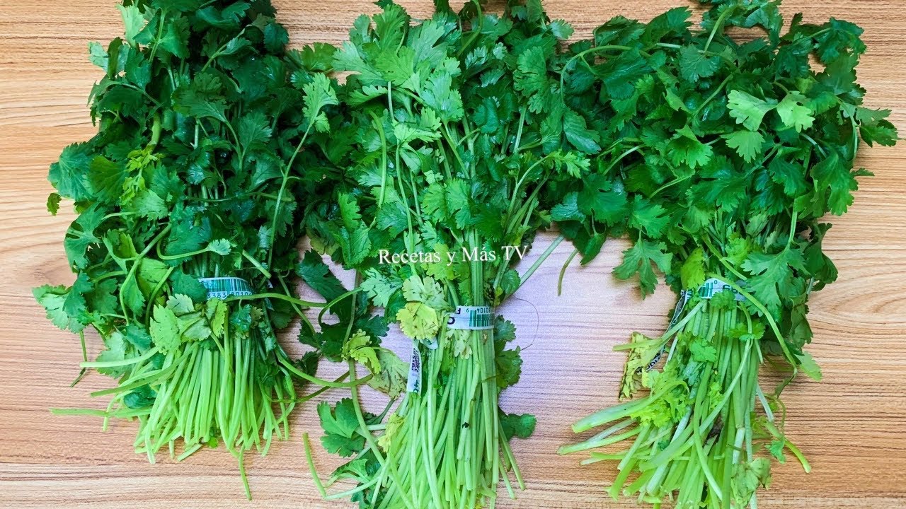 Descubre el sabor auténtico de tus recetas con el cilantro fresco de Mercadona