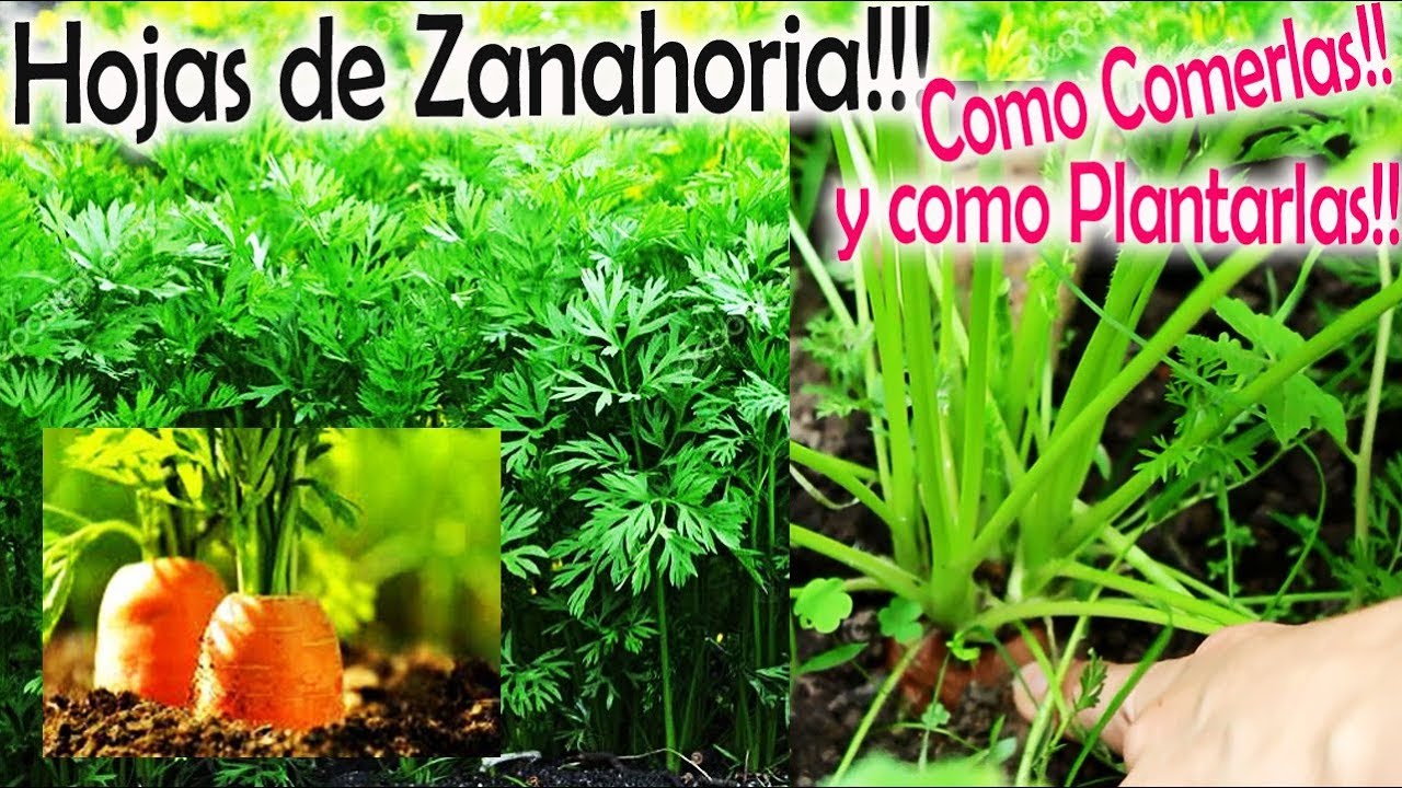 Descubre las asombrosas propiedades de las hojas de zanahoria en solo 70 caracteres