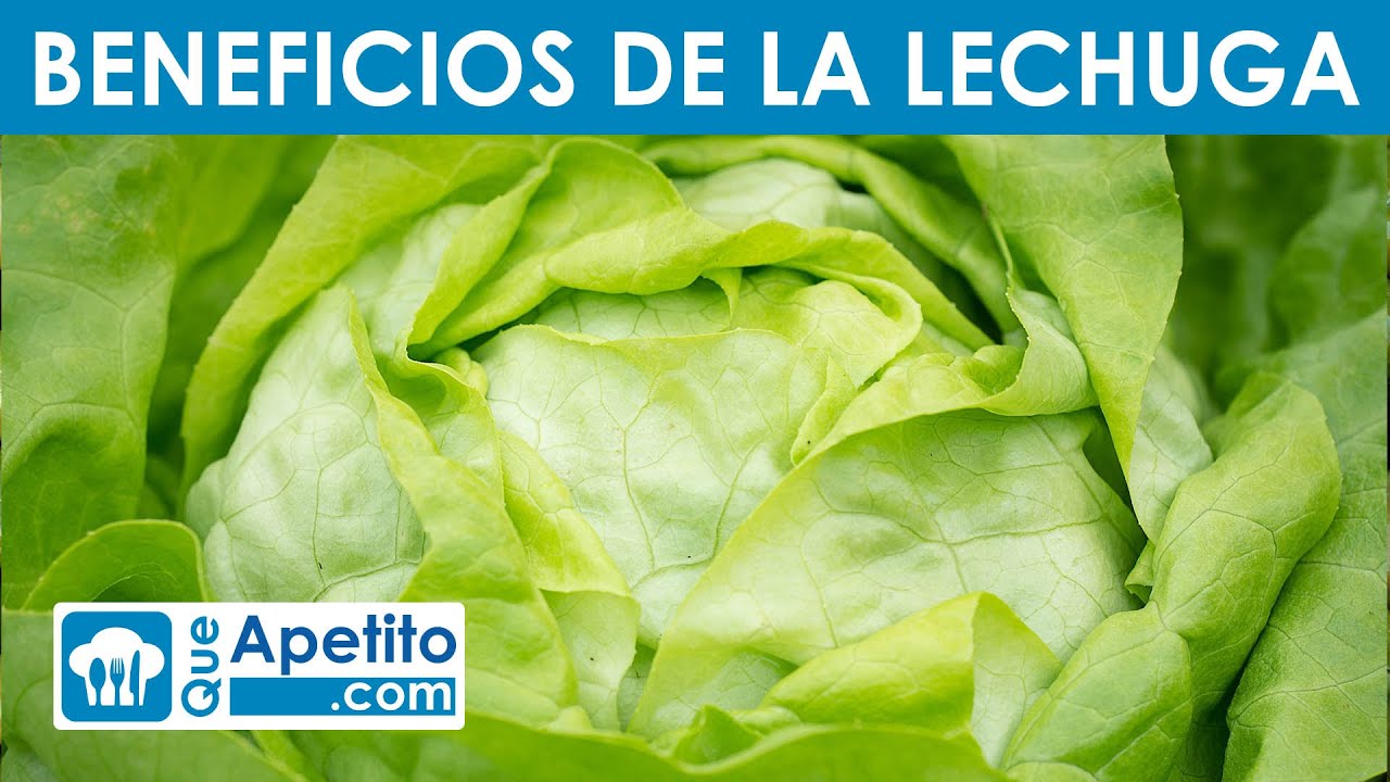 Descubre las sorprendentes propiedades de la lechuga y sus posibles contraindicaciones