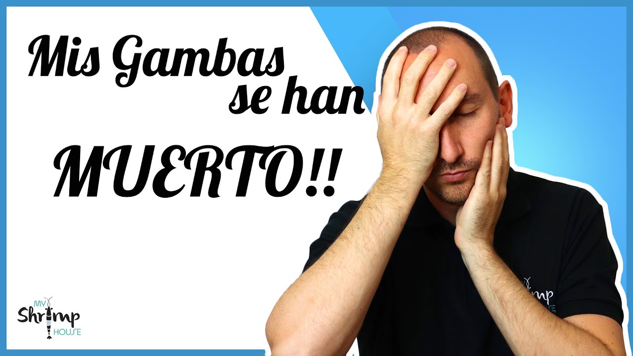 ¿Cómo saber si las gambas están en mal estado? Consejos para evitar intoxicaciones.