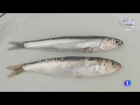 Diferencias entre anchoas y boquerones: ¿Sabes distinguirlos?