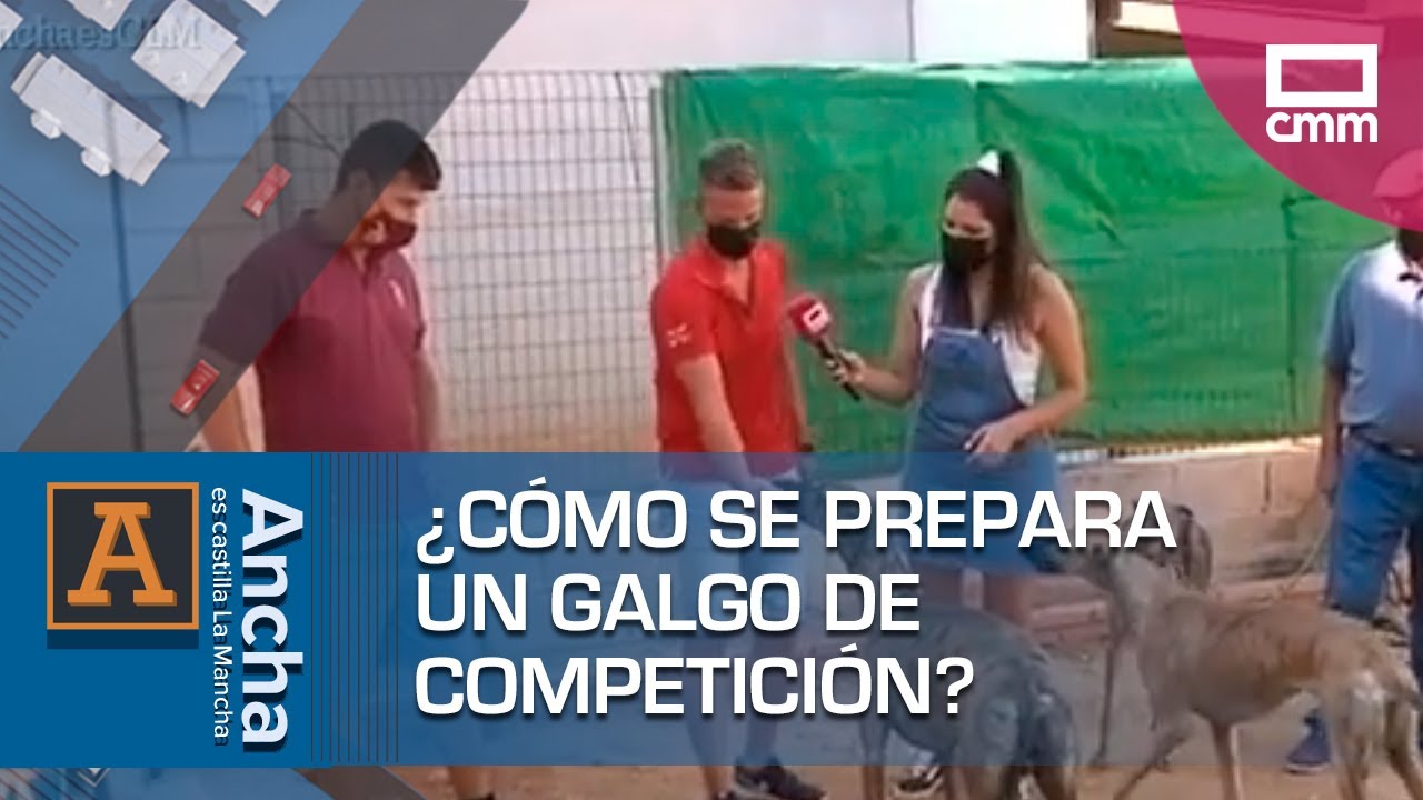 Mejora el rendimiento de tu galgo en las carreras con efectivos entrenamientos