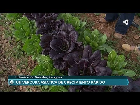 Descubre las sorprendentes propiedades del col chino en tu dieta