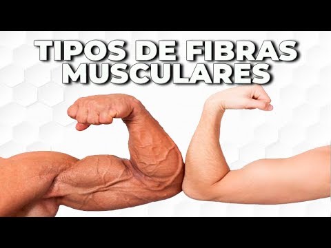 Descubre los distintos tipos de fibras musculares en el cuerpo