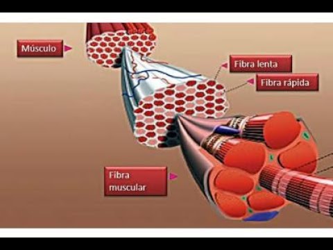 Fibras rápidas y lentas: ¿Cómo afectan a tu rendimiento físico?