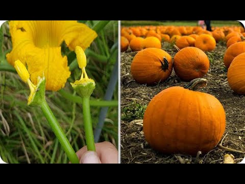 Alerta naranja: ¿Cómo saber si la calabaza está en mal estado?