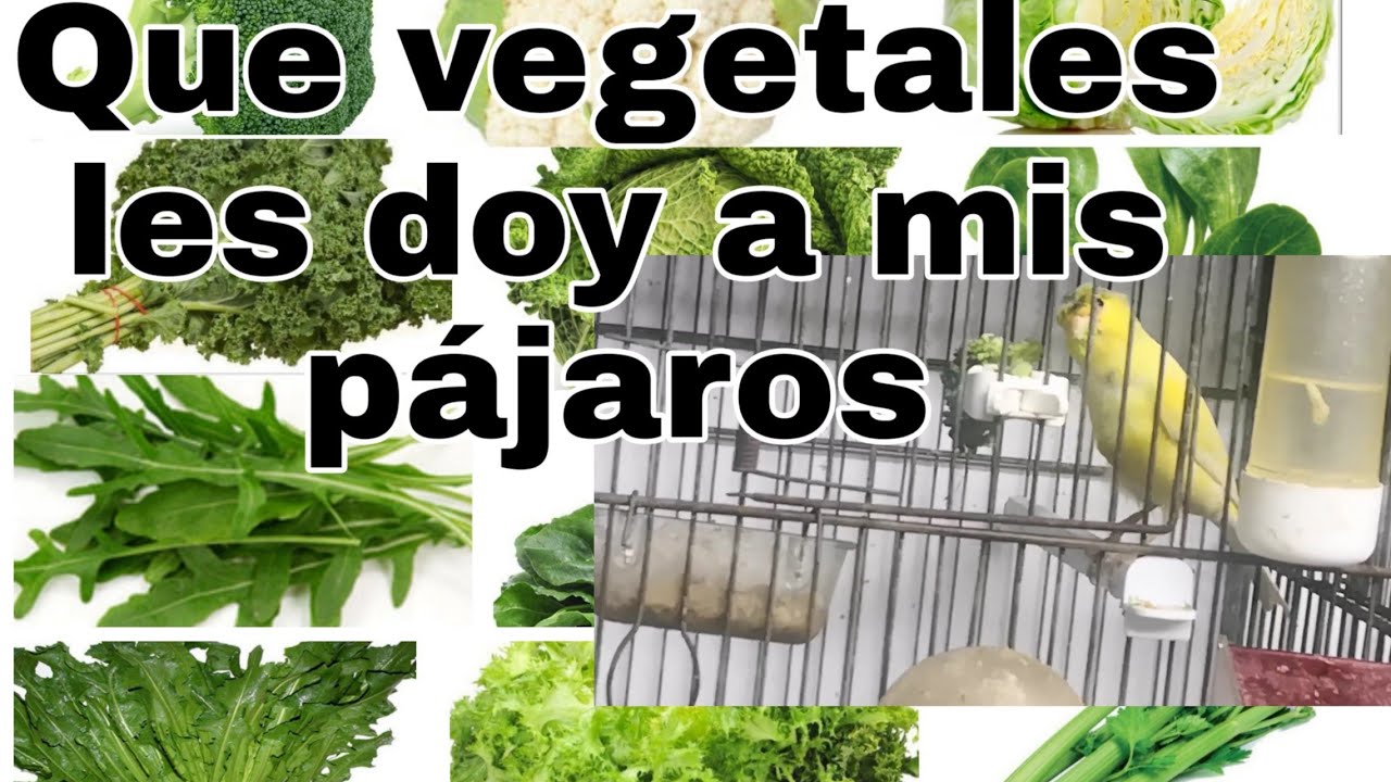 ¡Cuidado con los canónigos! Descubre sus contraindicaciones