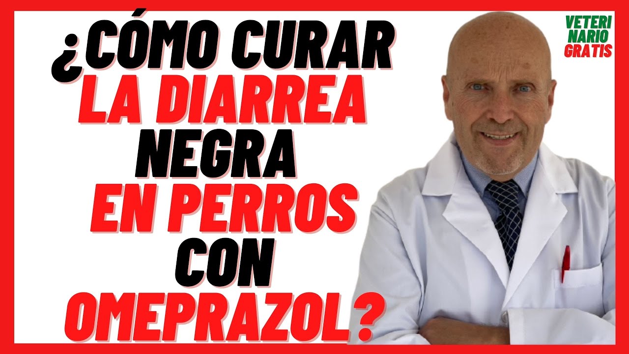 Dalsy, el analgésico seguro para perros: ¿qué debes saber?