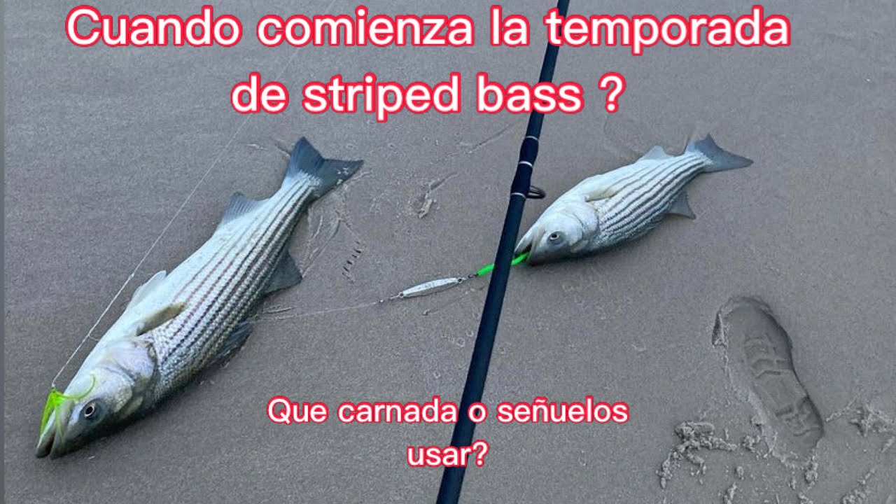 Descubre los mejores sabores del otoño con el pescado de temporada de octubre