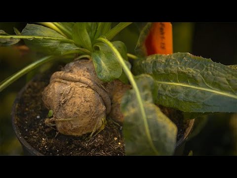 ¿Qué contiene la achicoria de Mercadona? Descubre los ingredientes.