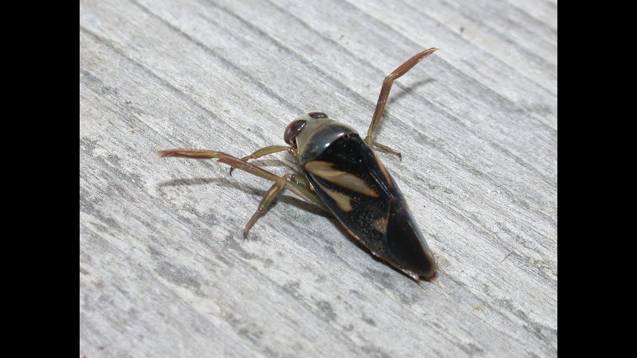 Insecto nadador causa pánico en tu piscina